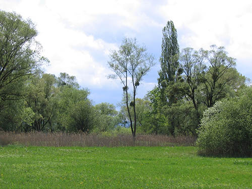 Das Eriskircher Ried am Nordufer des Bodensees ist berühmt für seine seltene Pflanzen- und Vogelwelt.