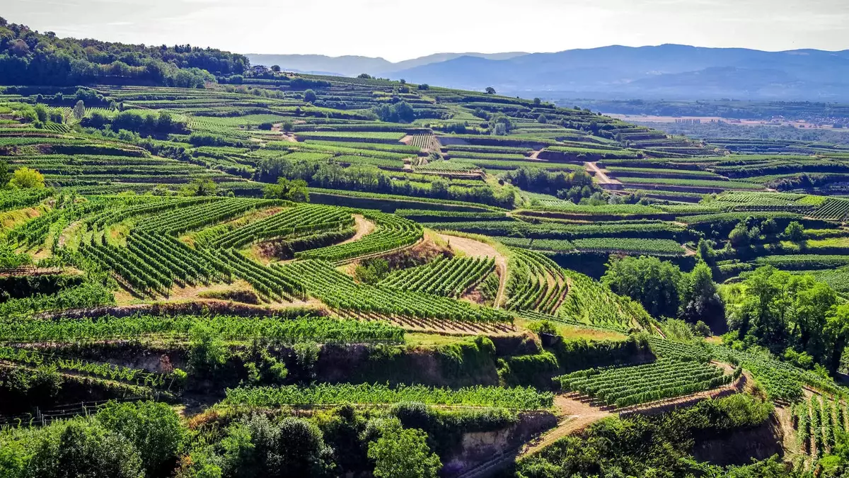 Weinreben am Kaiserstuhl. Foto: Pixabay | Zotx