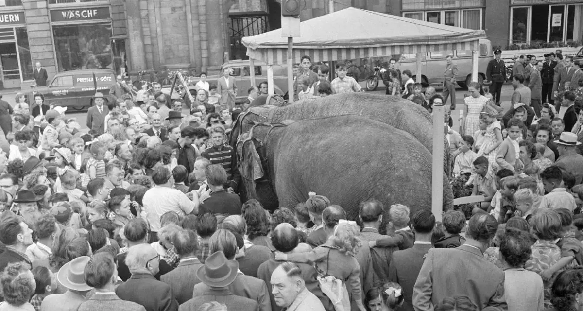 1956: In Mannheim „verkaufen“ Zirkuselefanten Tombola-Lose zur Finanzierung des Neubaus des Nationaltheaters.