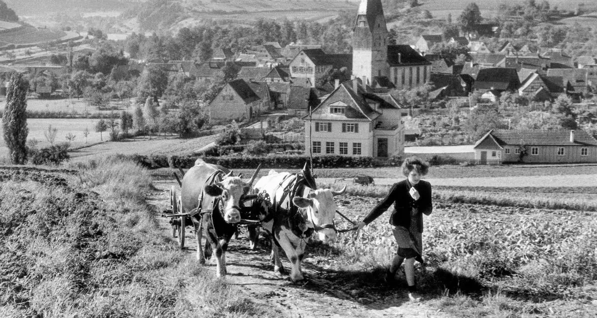 Ochsengespann vor dem hohenlohischen Untermünkheim (Kreis Schwäbisch Hall) 
